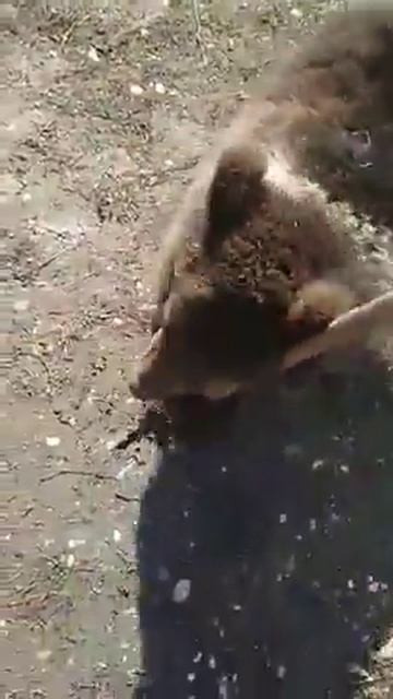 медведь ударил собаку смотреть онлайн