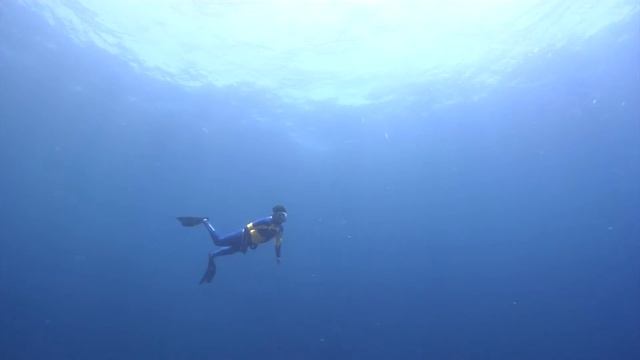 Ryan Johnson free diving with Bullsharks смотреть онлайн