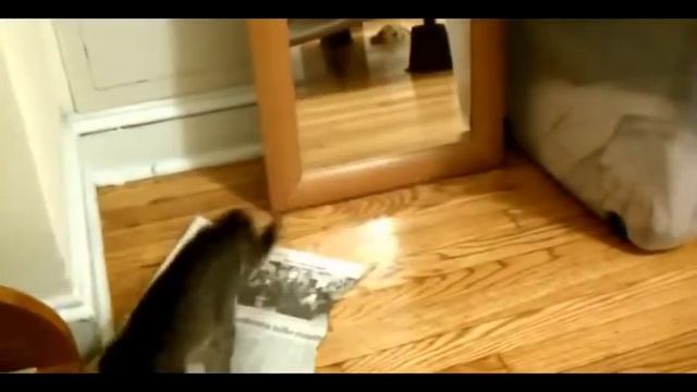 СМЕШНЫЕ КОШКИ NEW ПОДБОРКА 2 HD смотреть онлайн