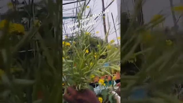 Homegrown MustardSeeds(aavalu)#leenaraju #dailyshorts#youtubeshorts#ytshorts #shortsfeed#viralvideo смотреть онлайн