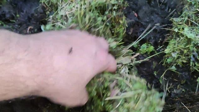 Красный Калифорнийский Червяк или ККЧ в Бурте смотреть онлайн