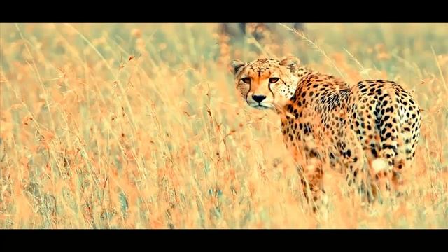 Гепард часть 3 смотреть онлайн