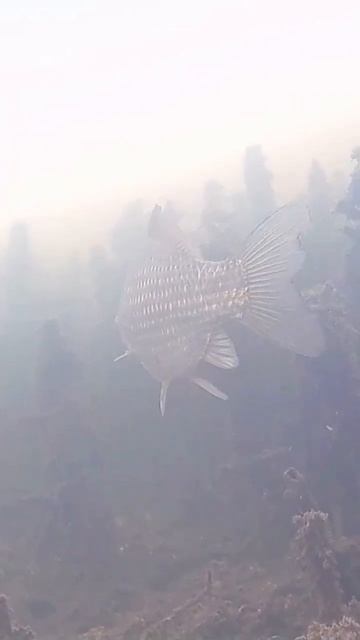 Подводный мир #северныйказахстан #fishing #карась #focusfish смотреть онлайн