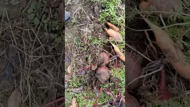 Морковь и свекла хранение зимой смотреть онлайн