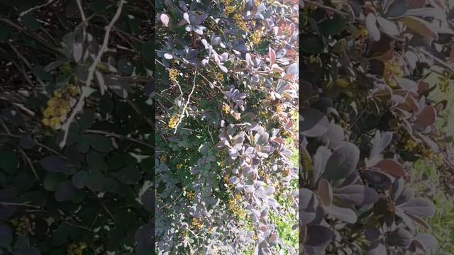 Барбарис-медонос смотреть онлайн