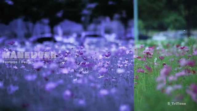 Sapphire Plugin S_TriTone / Aftereffects смотреть онлайн
