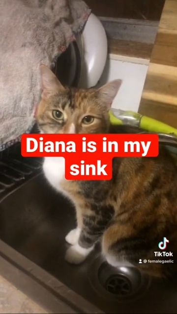 My cat in my sink смотреть онлайн