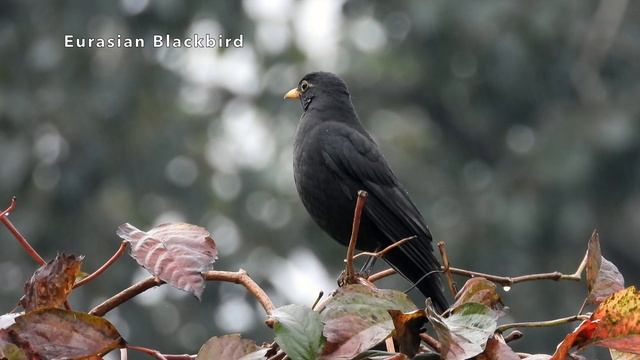 Chinese Blackbird смотреть онлайн