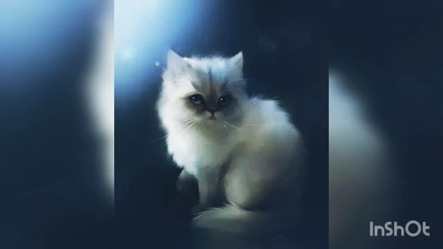 песня про котиков смотреть онлайн