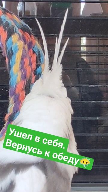 Корелла делает вид, что обиделся