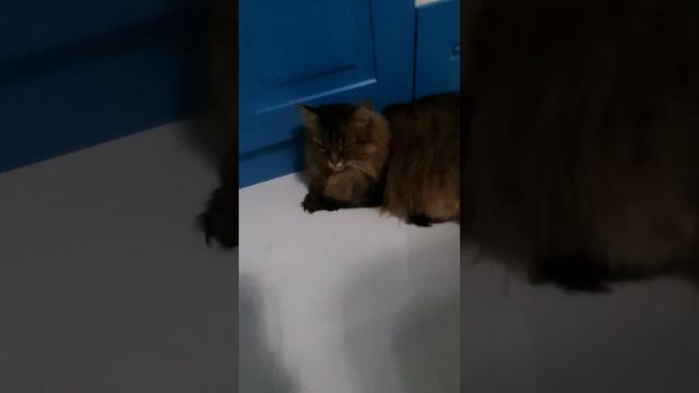 Жили-были кошки 🐱 6 серия смотреть онлайн
