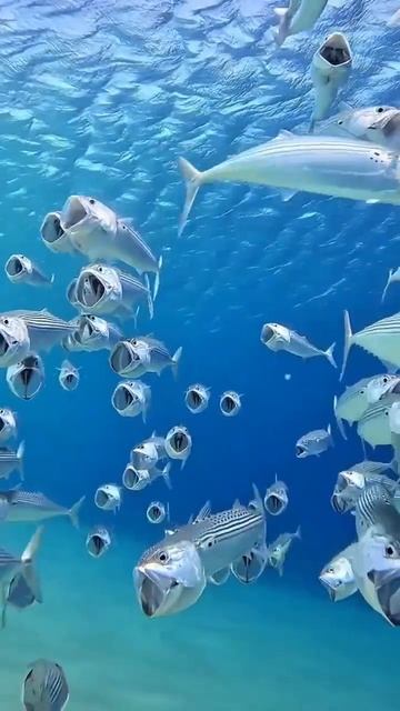 Rastrelliger kanagurta смотреть онлайн