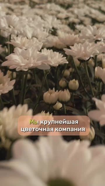 Самые свежие цветы с гарантией 100%! Для заказа перейдите по ссылке в шапке профиля🧚♀️ #flower