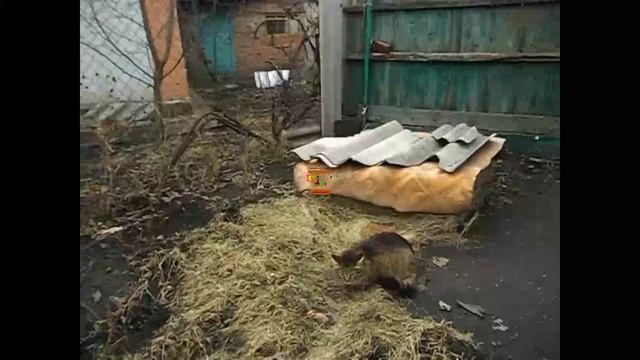 Лапочка наконец то нашла травку покушать #кошечка #подснежник под домом расцвел смотреть онлайн