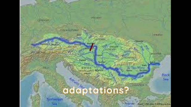 Beluga sturgeon science project смотреть онлайн