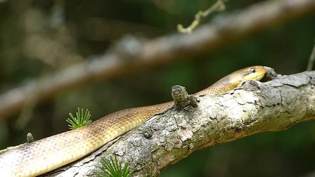 užovka stromová (Zamenis longissimus) смотреть онлайн