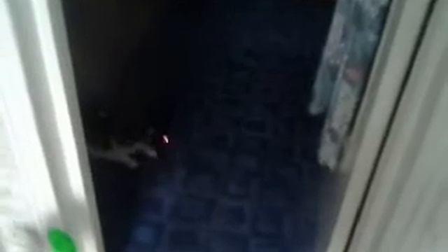 кот и лазер
