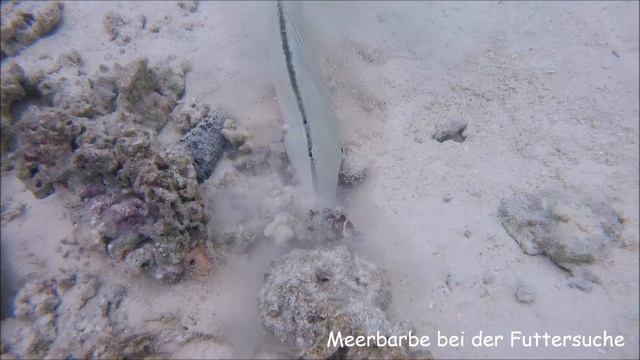 Riffbewohner groß und klein (Muräne,- Lobster,- Kugel,- Kofferfische,- Meerbarbe,- Makrele) смотреть онлайн