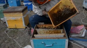 спасение горсти пчёл с маткой,  первый опыт