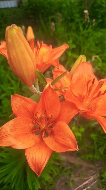 цветут лилии смотреть онлайн