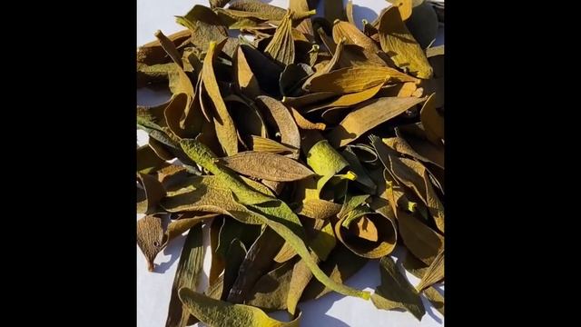 Омела белая лист смотреть онлайн