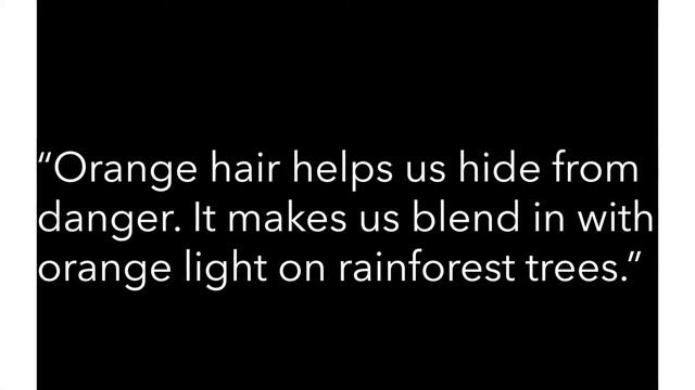 Orangutan Video смотреть онлайн