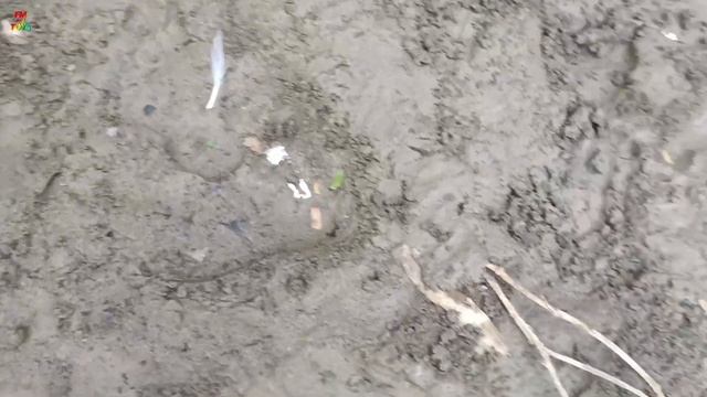 Menangkap ikan koi slayer, bebek, ikan cupang, ikan mas koki, ikan komet, glofish, ayam, ikan koi смотреть онлайн