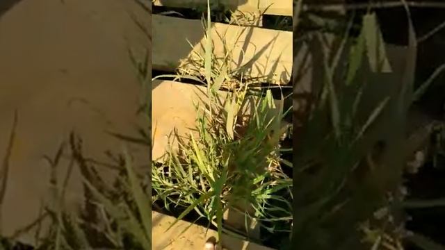 Утка на речке смотреть онлайн