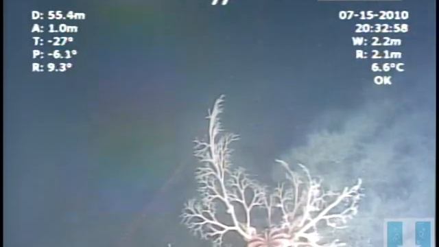 Basket Star 1 смотреть онлайн
