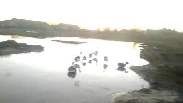 Гуси шлифуют смотреть онлайн