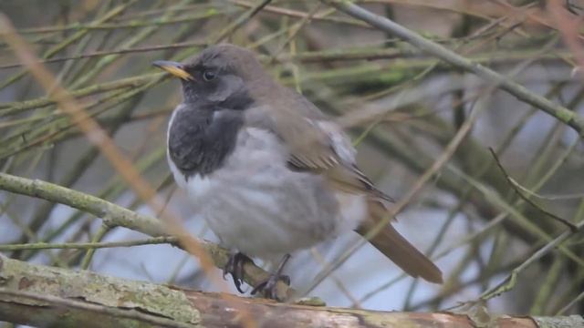 Black-throated Thrush смотреть онлайн