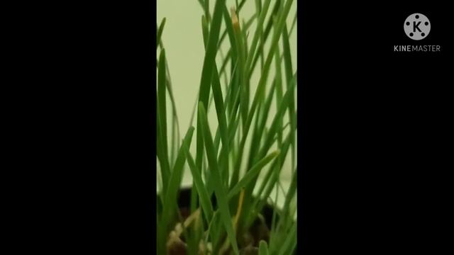 Tulbaghia violacea/ Society Garlic plant смотреть онлайн