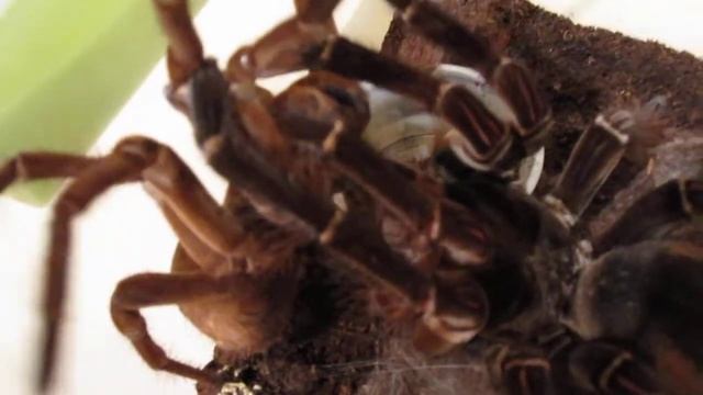 Theraphosa sp "burgundy" mating смотреть онлайн