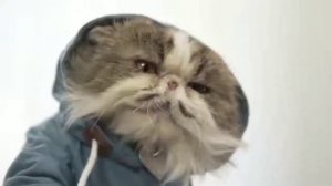 Приключения кота Мурзика!часть:2!