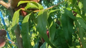 Персик Экстрим Свит/Extreme® Sweet