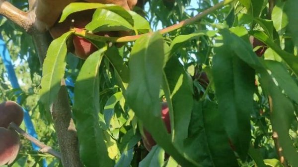 Персик Экстрим Свит/Extreme® Sweet