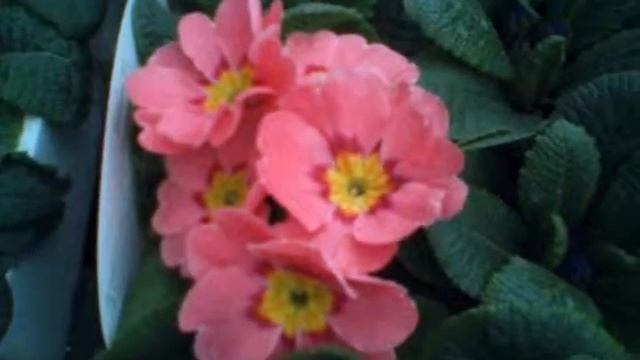 Mostly Polyanthus... смотреть онлайн
