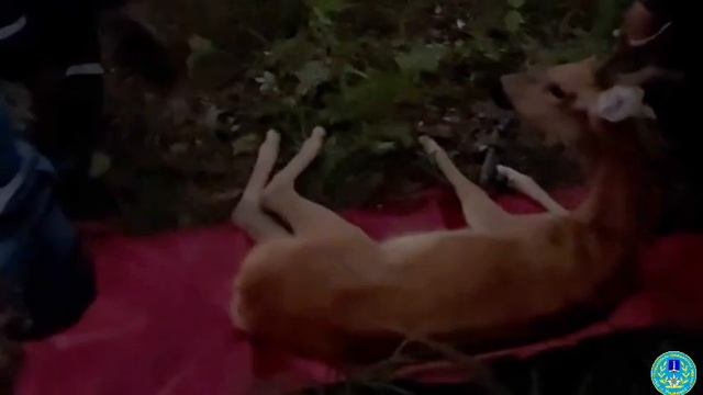 Вчера вечером из оврага в районе улицы Ипподромной спасли косулю, не могла сама передвигаться. смотреть онлайн