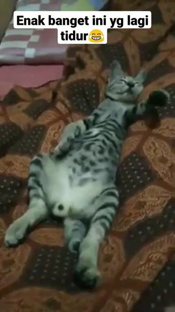 kucing lucu lagi tidur 😂 #kucinglucu #kucing #shorts смотреть онлайн