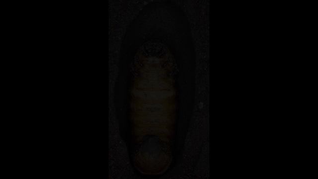 The metamorphosis of the Atlas beetle! (Beetle ASMR) смотреть онлайн