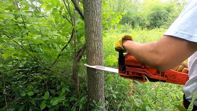 Felling, limbing, and bucking an ash tree with the Echo CS-352 смотреть онлайн