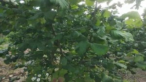 Фундук сорту Барселона в сезоні 2023 р