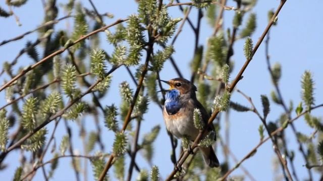 Blaukehlchen - Gorgebleue à miroir – Bluethroat - Mavigerdan (Luscinia svecica) смотреть онлайн