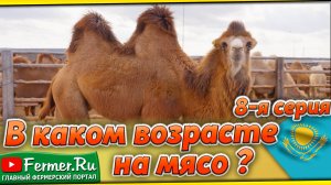 Верблюды: Путь на мясокомбинат. Судьба верблюдов решена! Почему этих верблюдов выбрали для убоя?