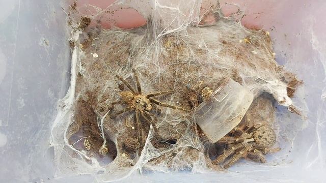 #tarantula #exotics #breeding TARANTULA BREEDING: CERATOGYRUS DARLINGI смотреть онлайн