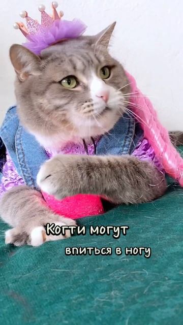 Мысли переполнены мурчащими котами #смешныекоты