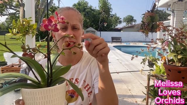 Mother’s Day Orchid Shopping Haul… tips for Redlands Orchid Festival! смотреть онлайн