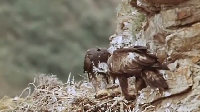 Бүркіт балапанын ұядан ұшыруы