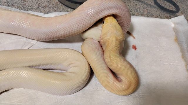 Кормление тигрового питона🐍. смотреть онлайн