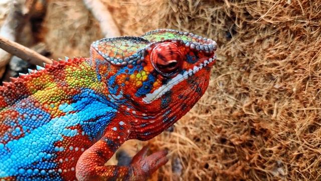 Angry chameleon #13 смотреть онлайн